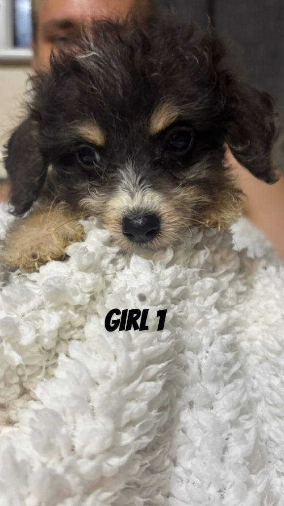 Lovely cockapoo puppies * READY TO LEAVE*