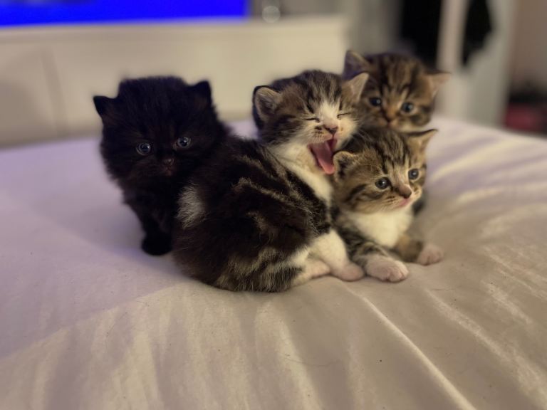 British shorthair kitten