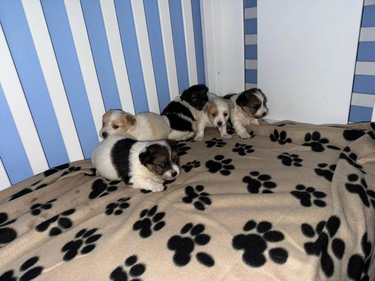 Jack Russell puppies 