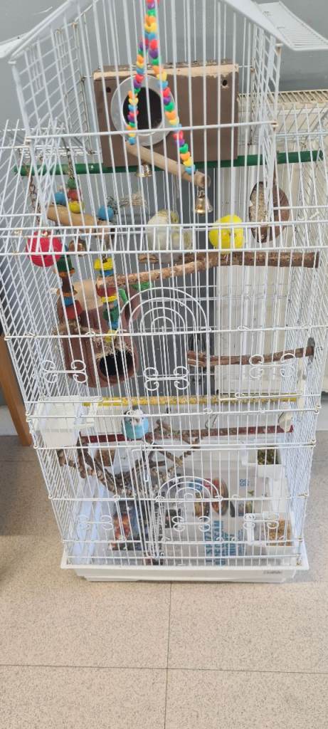 Budgies For Sale 