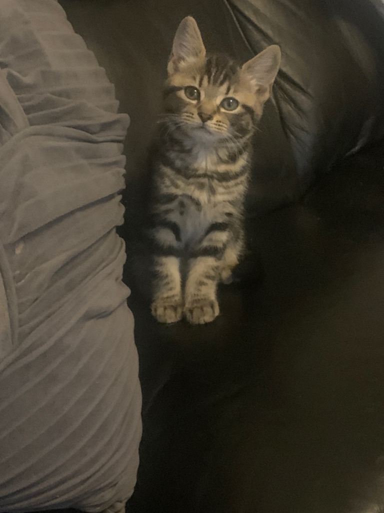 Beautiful kittens ready to leave now 