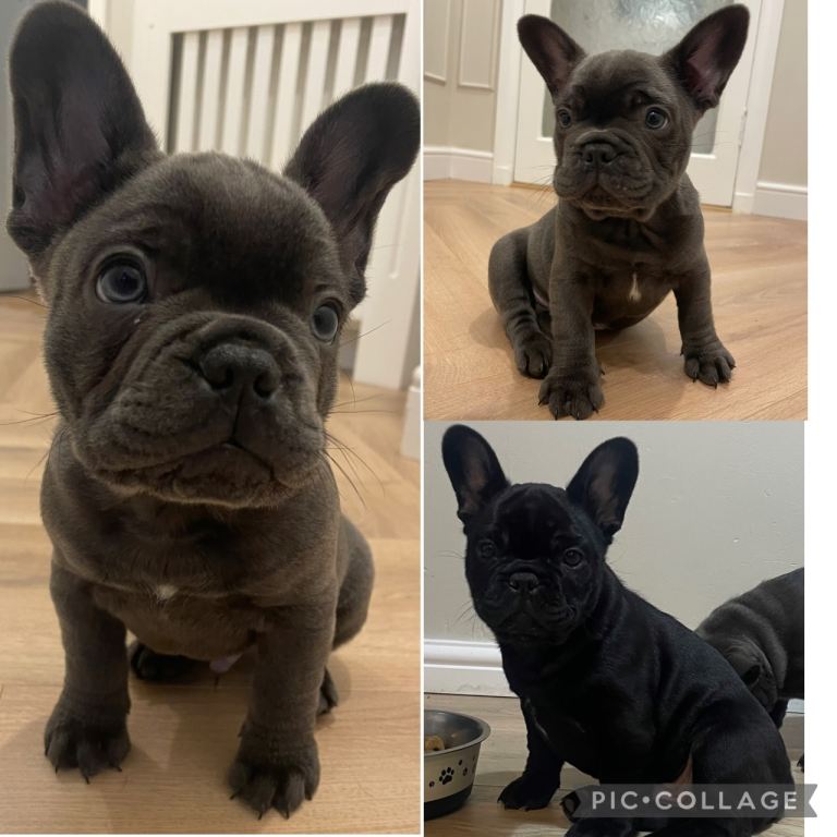 3 male French Bulldog puppies for sale to good homes