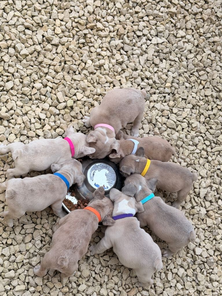 7 french bull dog puppy’s 🐶 
