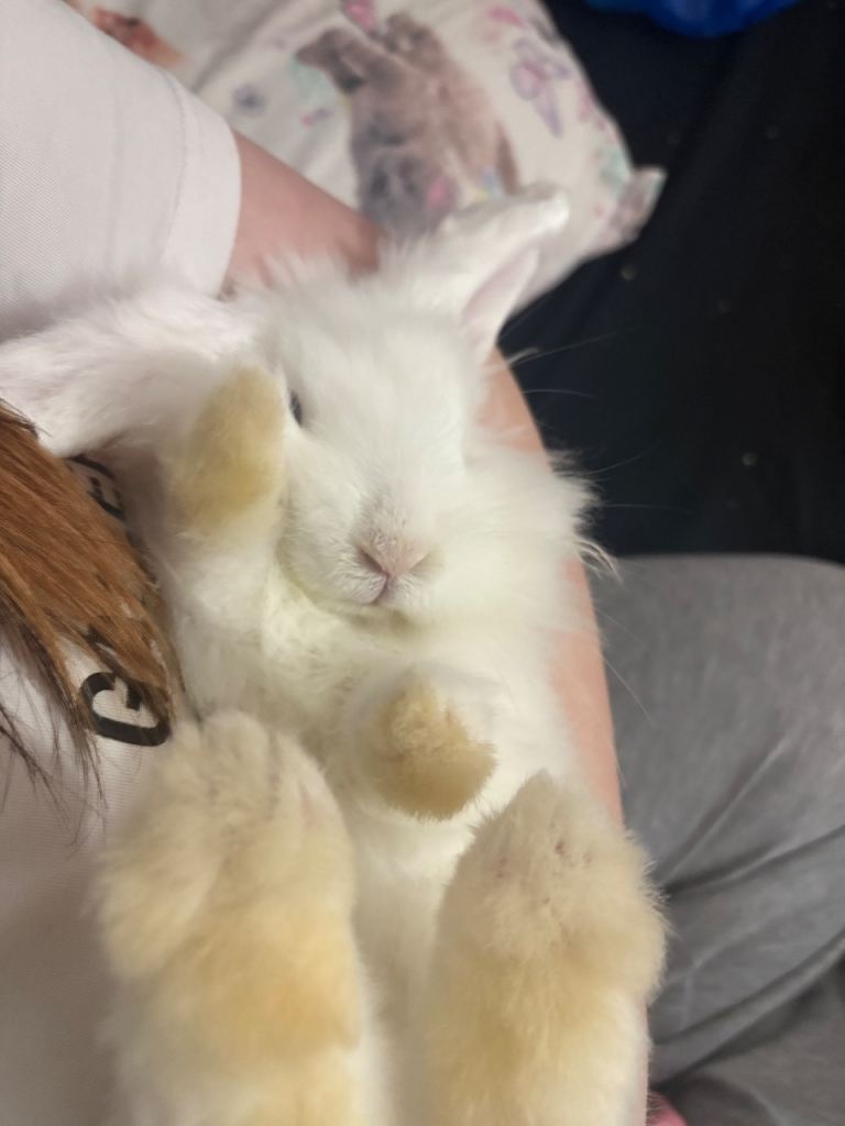 selling bunny