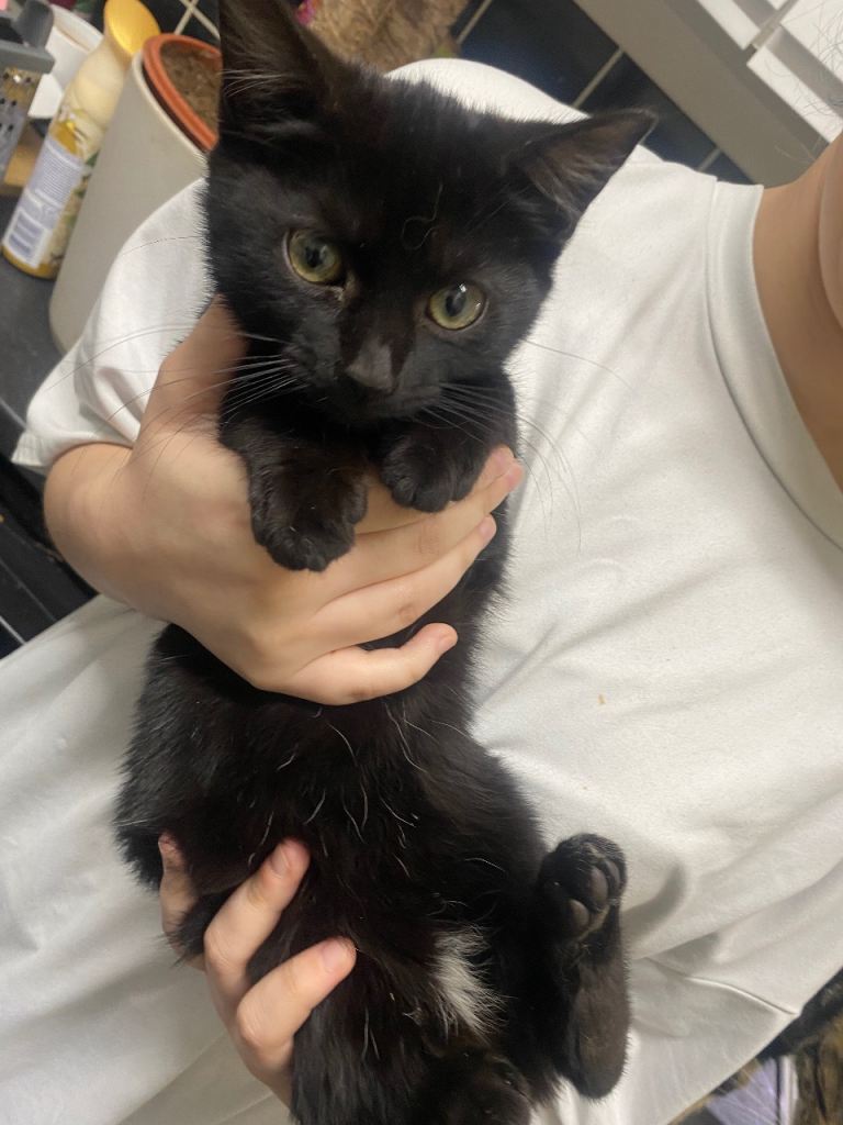 kittens for sale 11 wks old