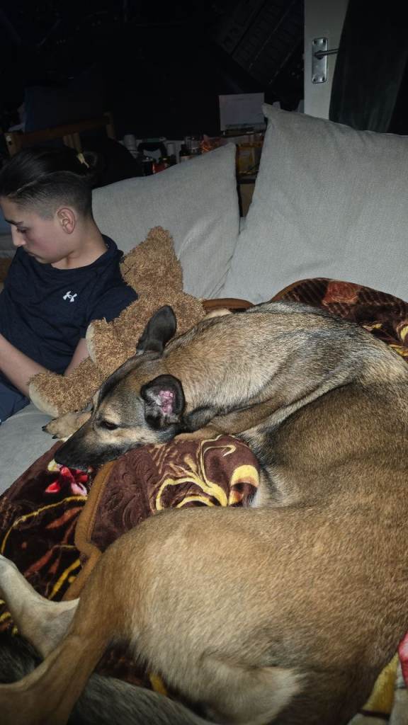 Dog for sale 