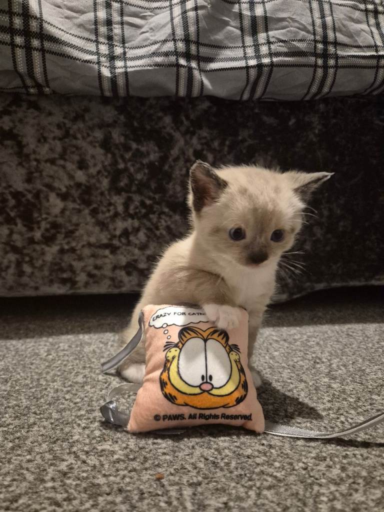 Kittens for sale, 