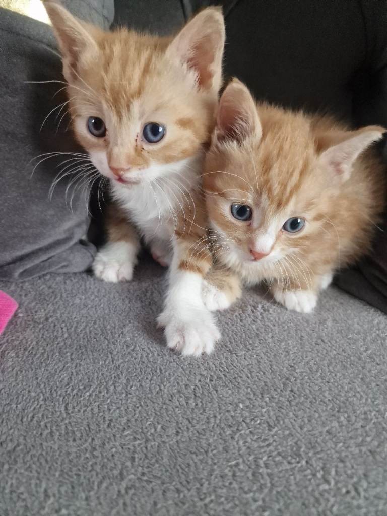 Kittens for sale 