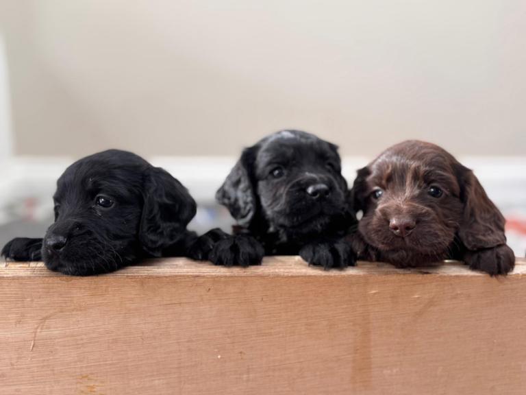 KC registered Cocker Spaniel puppies 