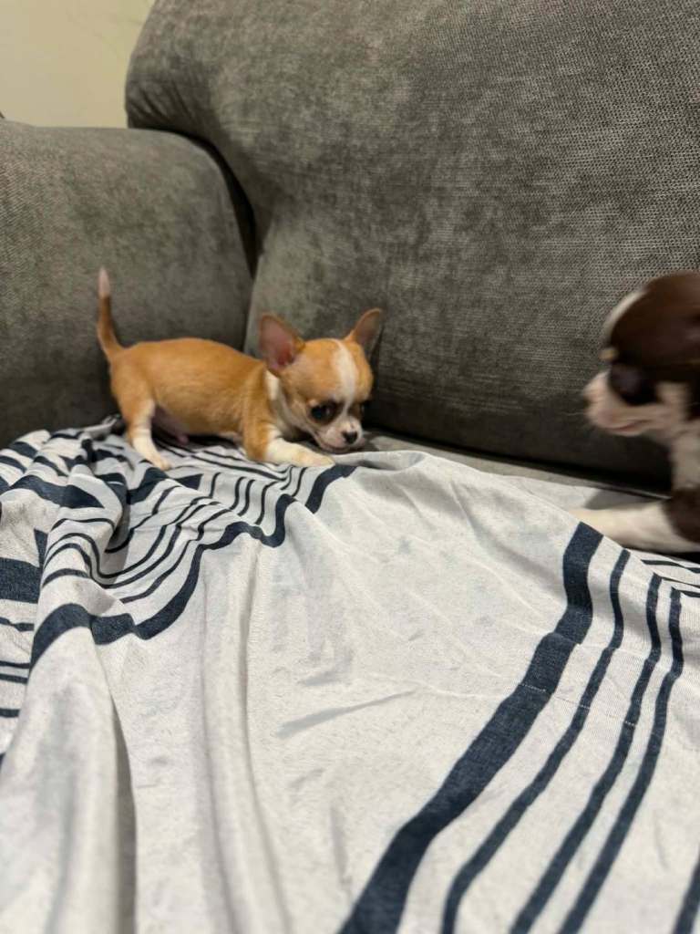 Chihuahua puppies