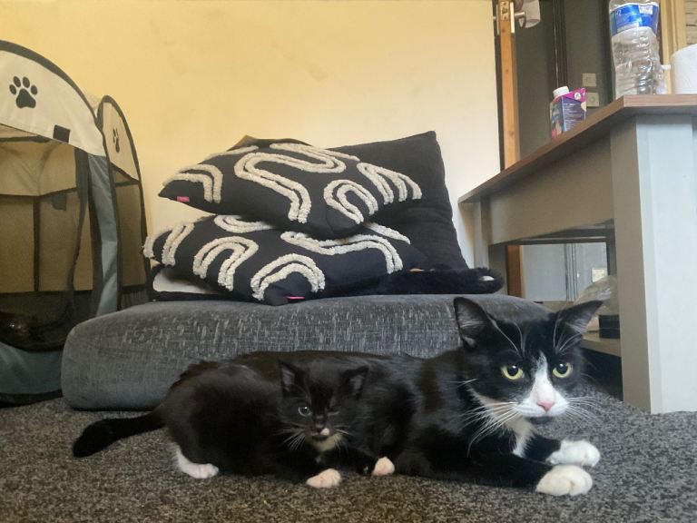 kittens ready to go