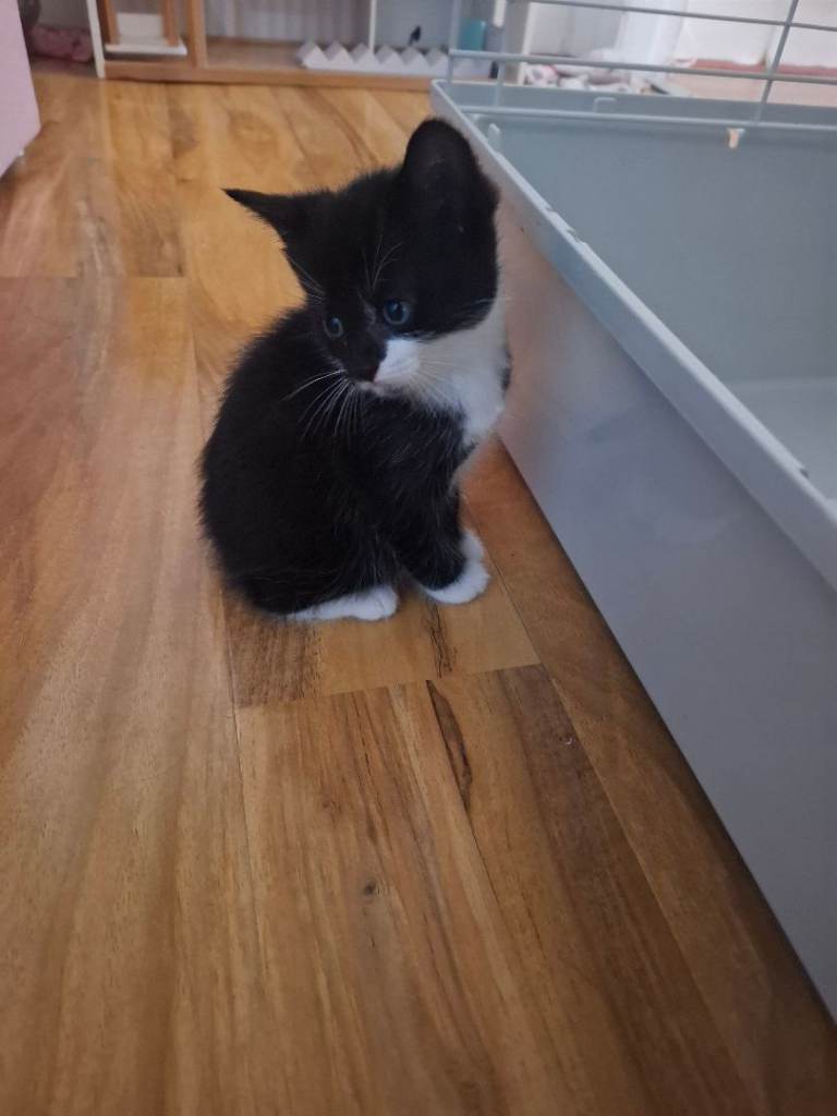 Boy kitten 