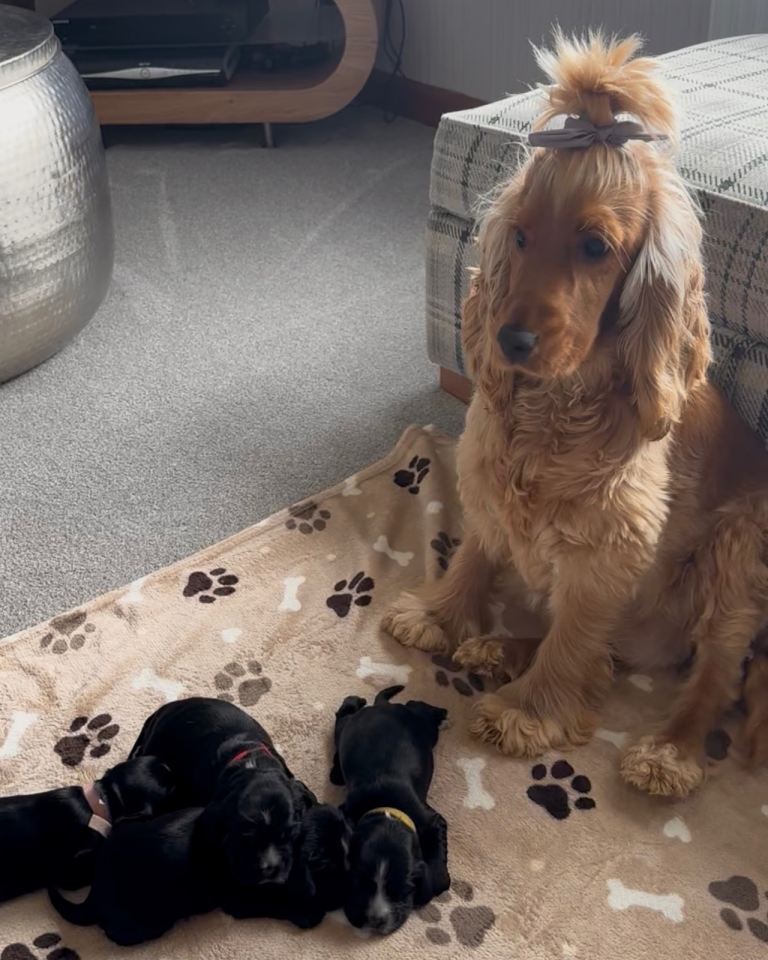 SHOW COCKER SPANIEL PUPPIES ONE GIRL AND ONE BOY AVAILABLE