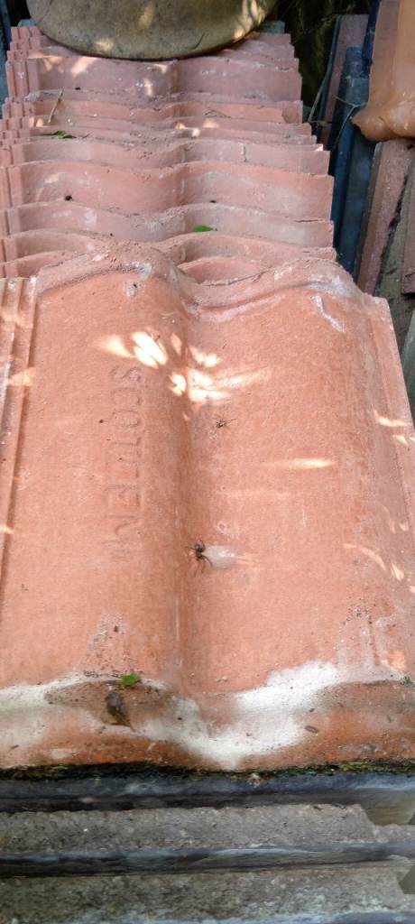 Scotcem pentland roof tiles(roof/roofer) 