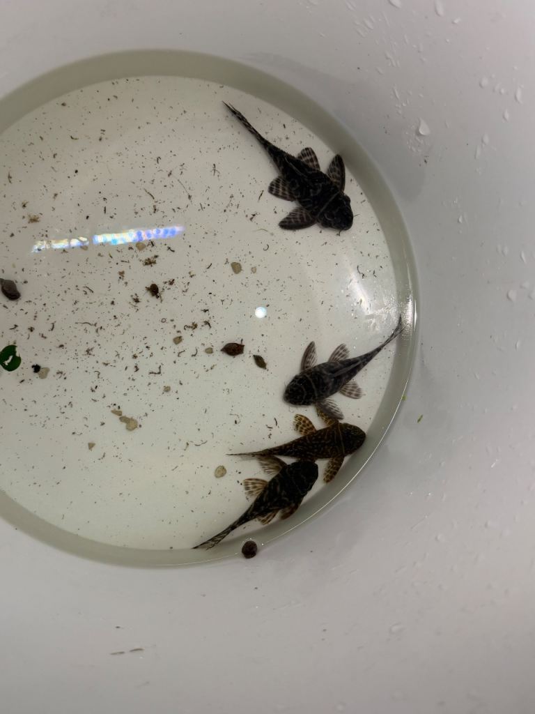 Tropical fish Pleco L numbers& corys updated