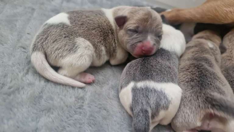Jack russell pups very rare lilac and blue colours