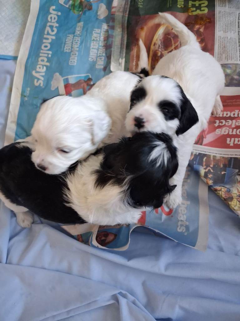Shihpoo Puppies