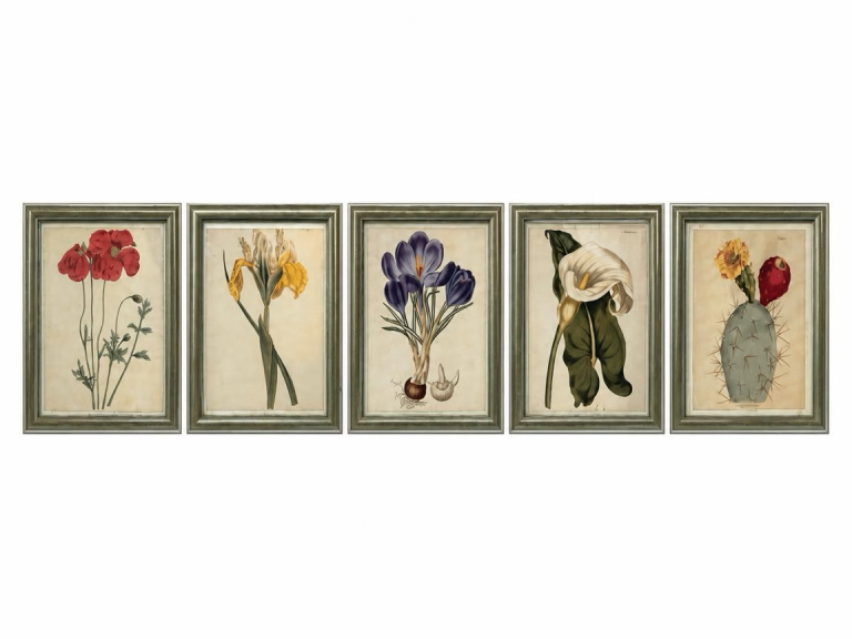 Stunning vintage botanical prints framed  x 5