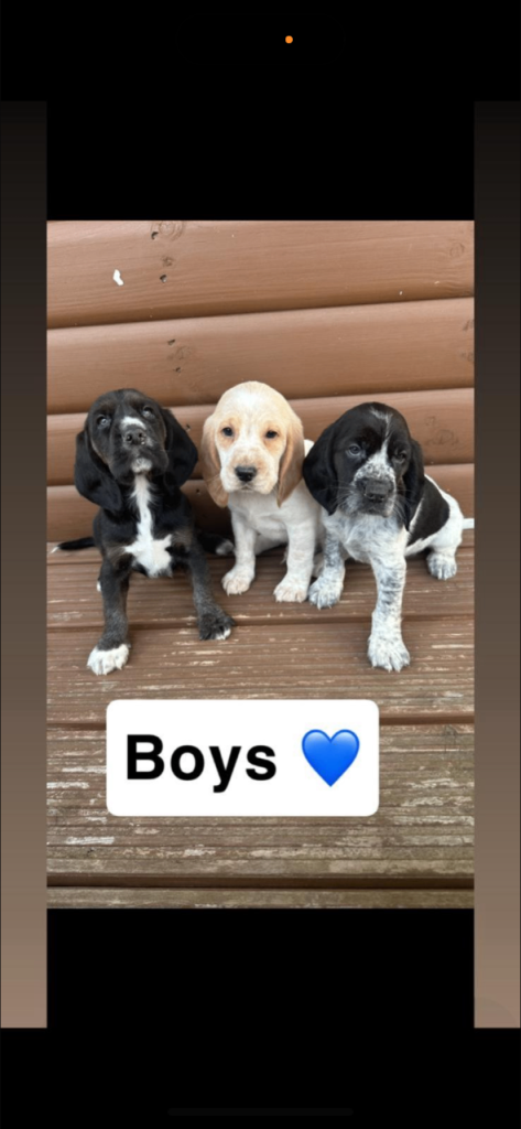 Beagle x puppies 