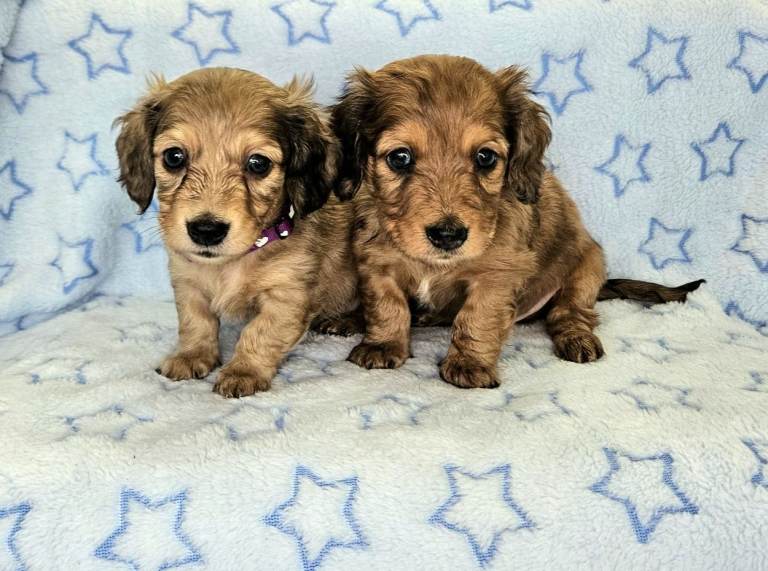 Long haired mini dachshunds 