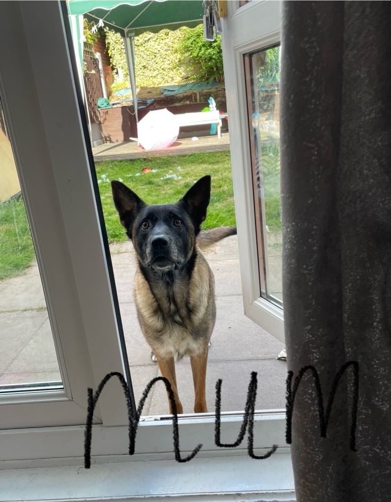 Belgium malinois pups 