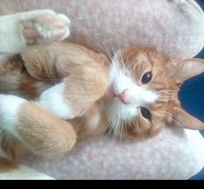 Ginger cat and white cat 