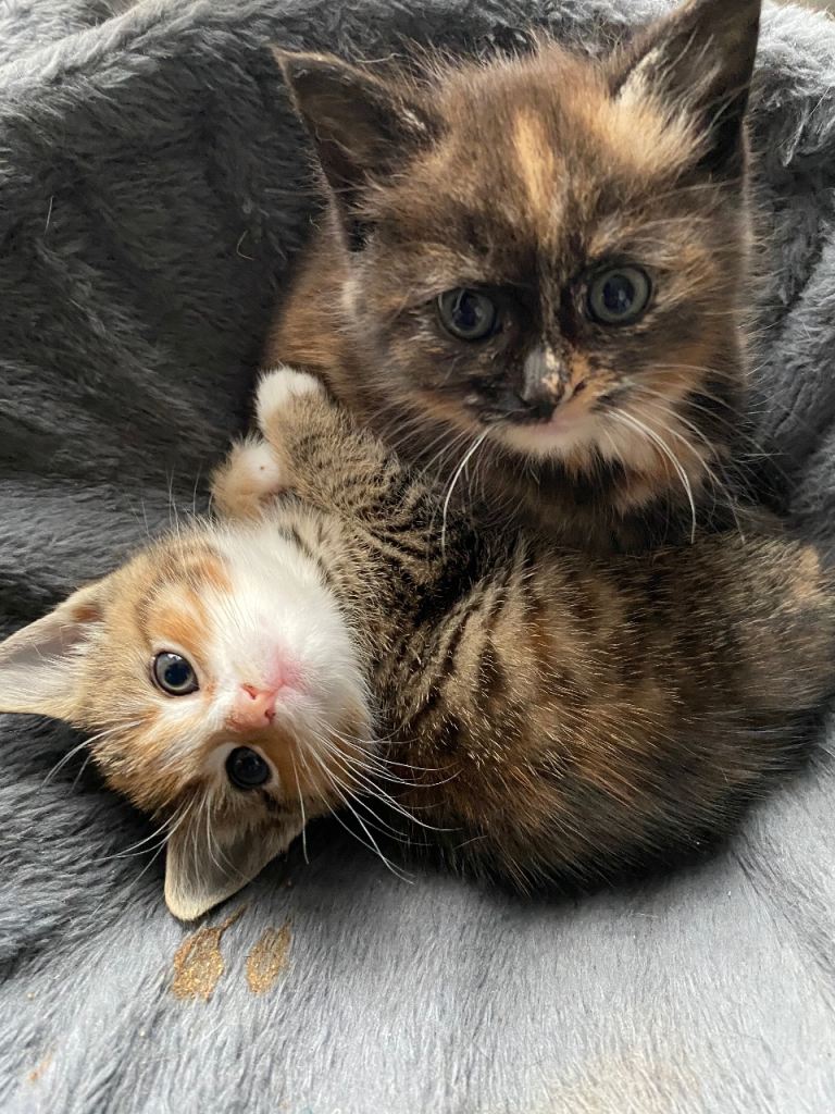 Kittens looking for their fur ever homes
