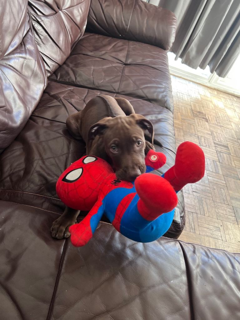Ridgeback Puppy 10 weeks Old