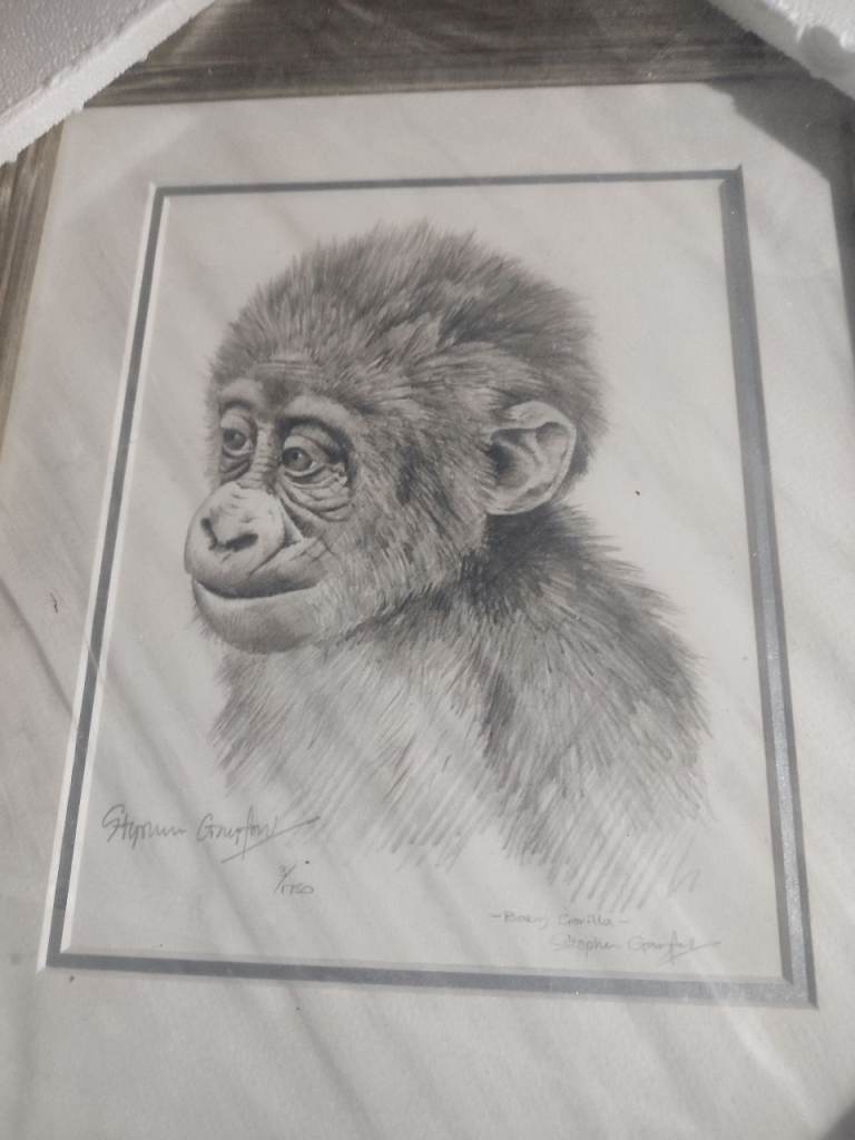 Stephen gayford print