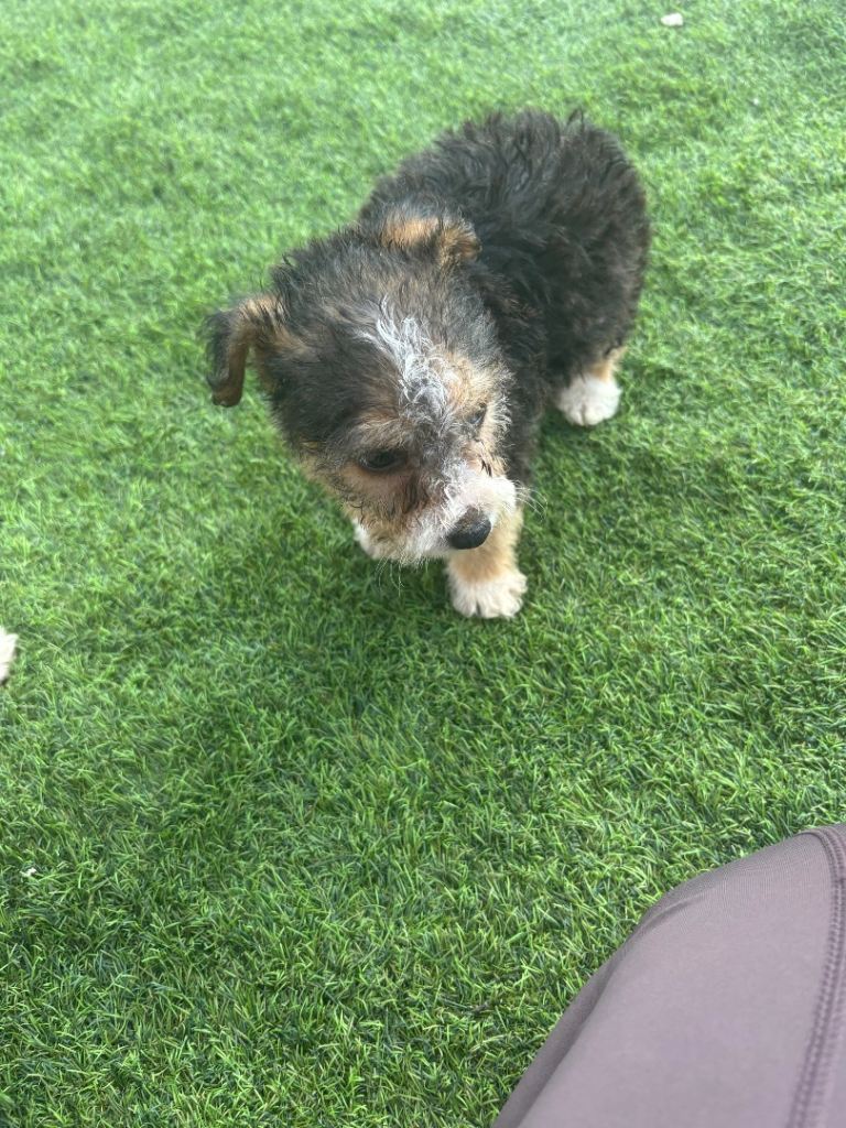 Jack Russell 