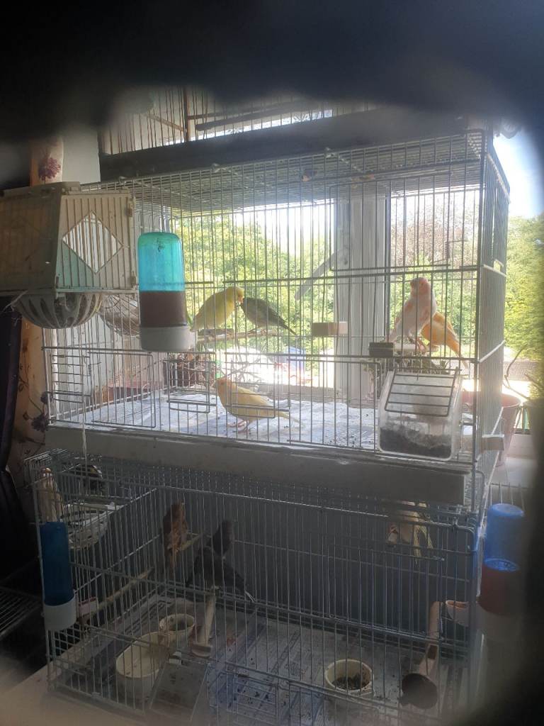 Canarys  budgies 