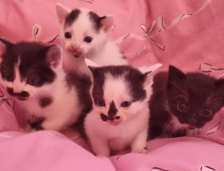 4 beautiful kittens ready for new loving home ♡