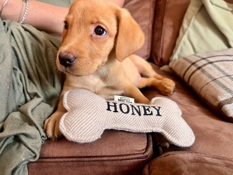 Labrador puppy