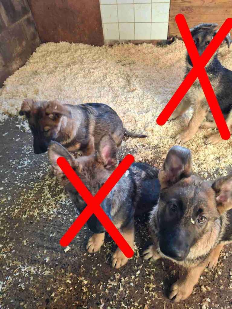 German Shepherd Puppies in Dundrod near Belfast