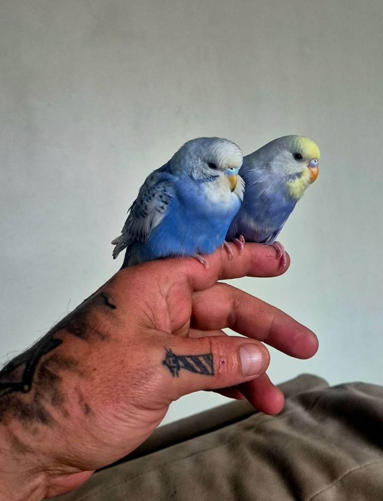 Budgies available for new homes