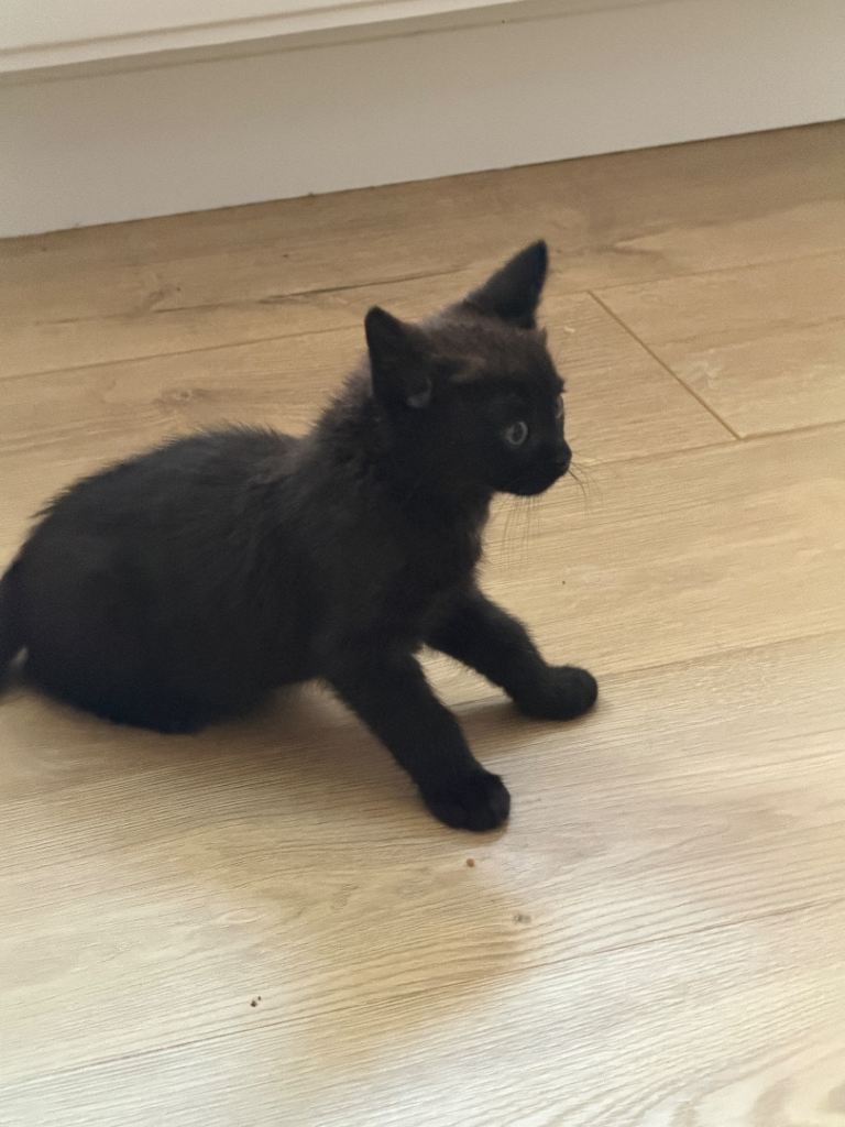 Kittens ready to go 