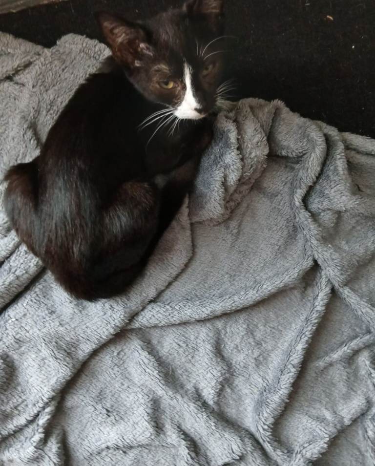 Kittens for sale 