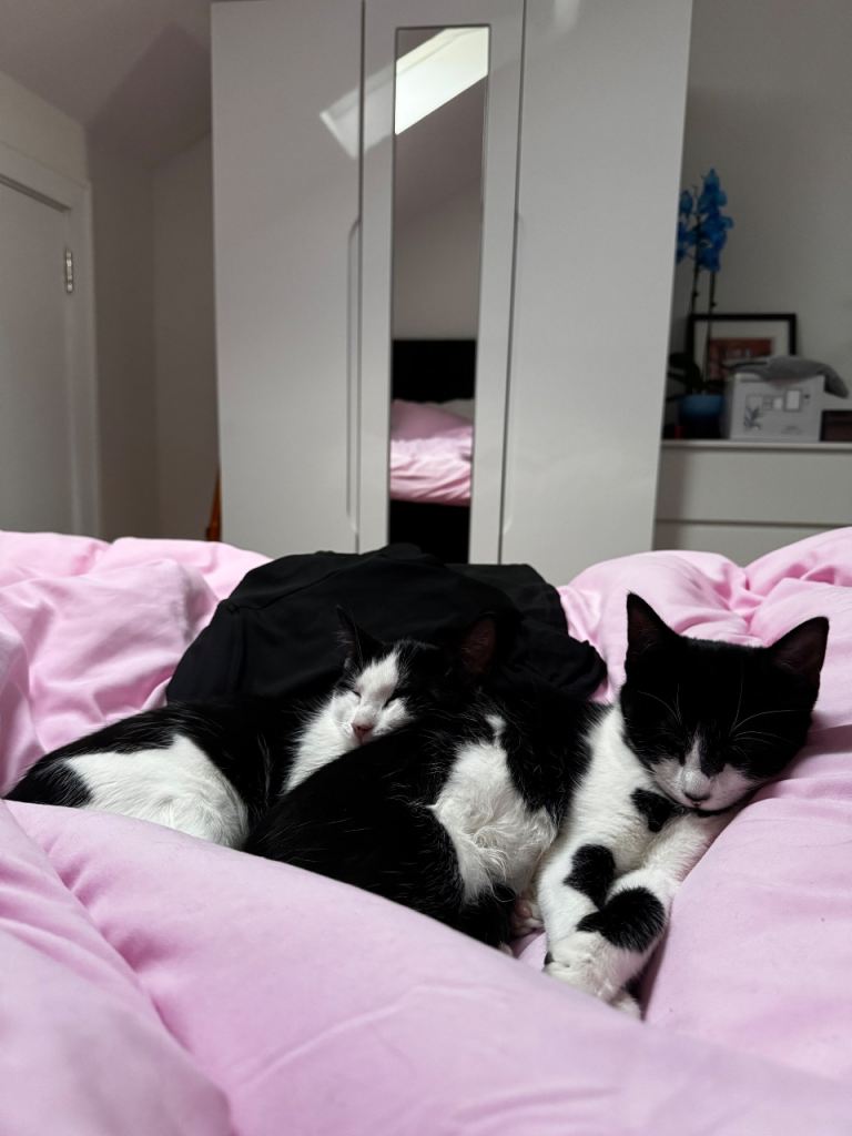 Double the Love! Brothers Seeking Forever Home