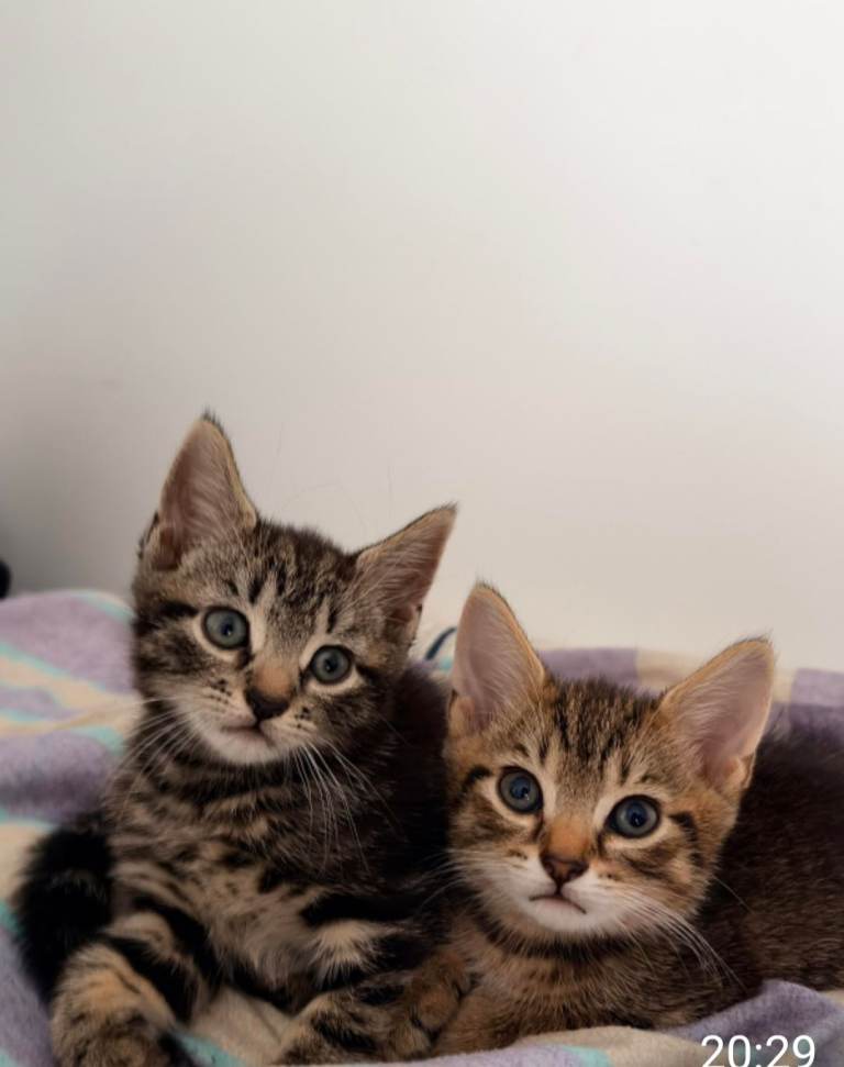 tabby kittens