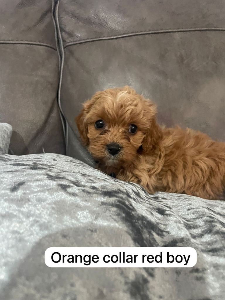 Beautiful litter cavapoos