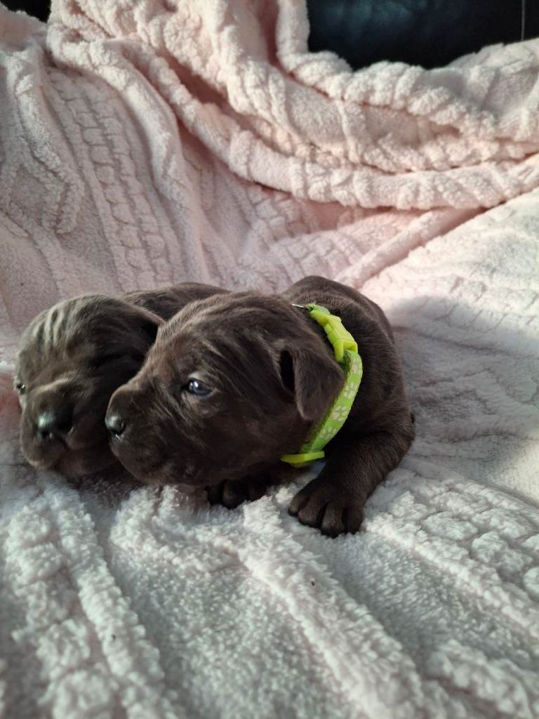 Cane Corso Puppies