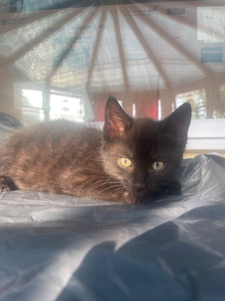 Four cats left from a litter of 6