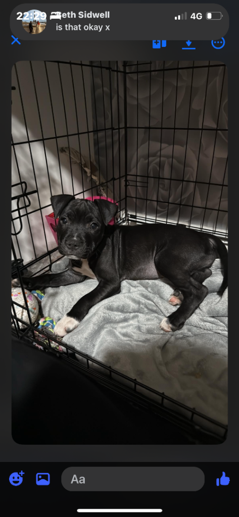 Female puppy staffy ready now 