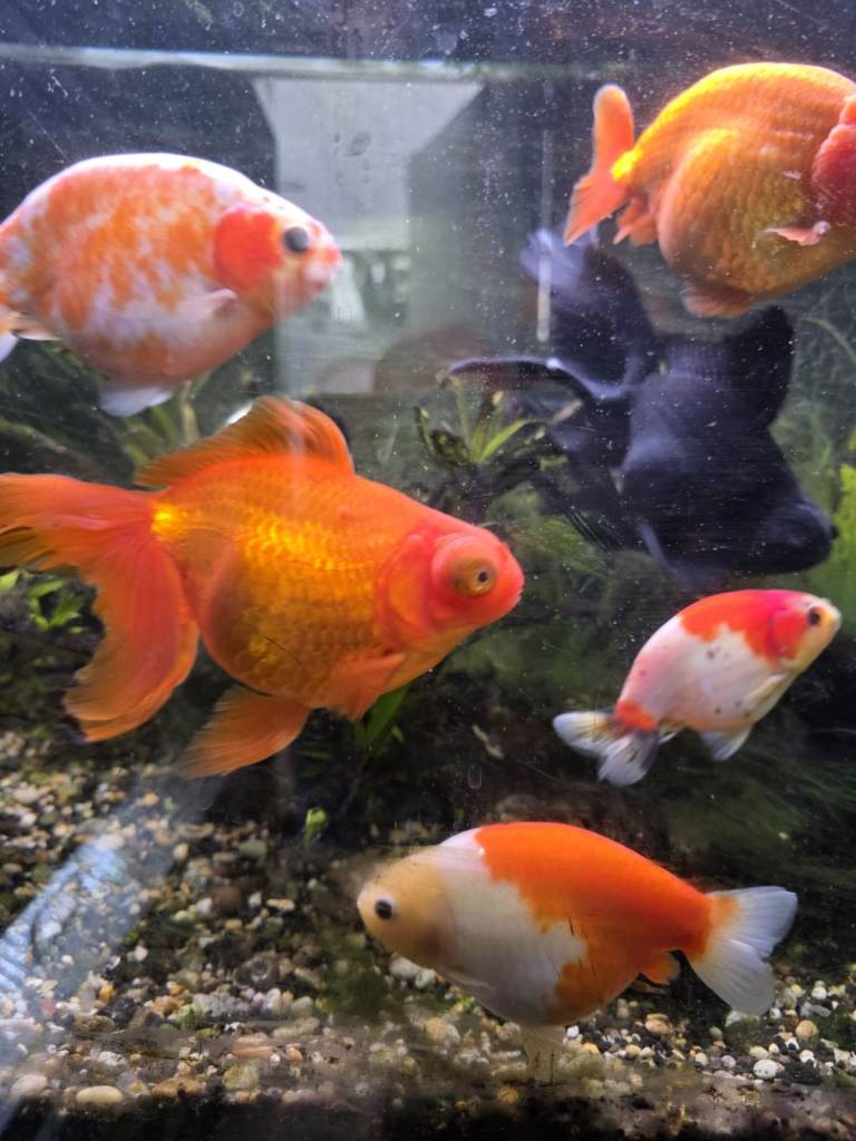 Japanese Ranchu Ornamental Fish & 1 x Black Moor Fish