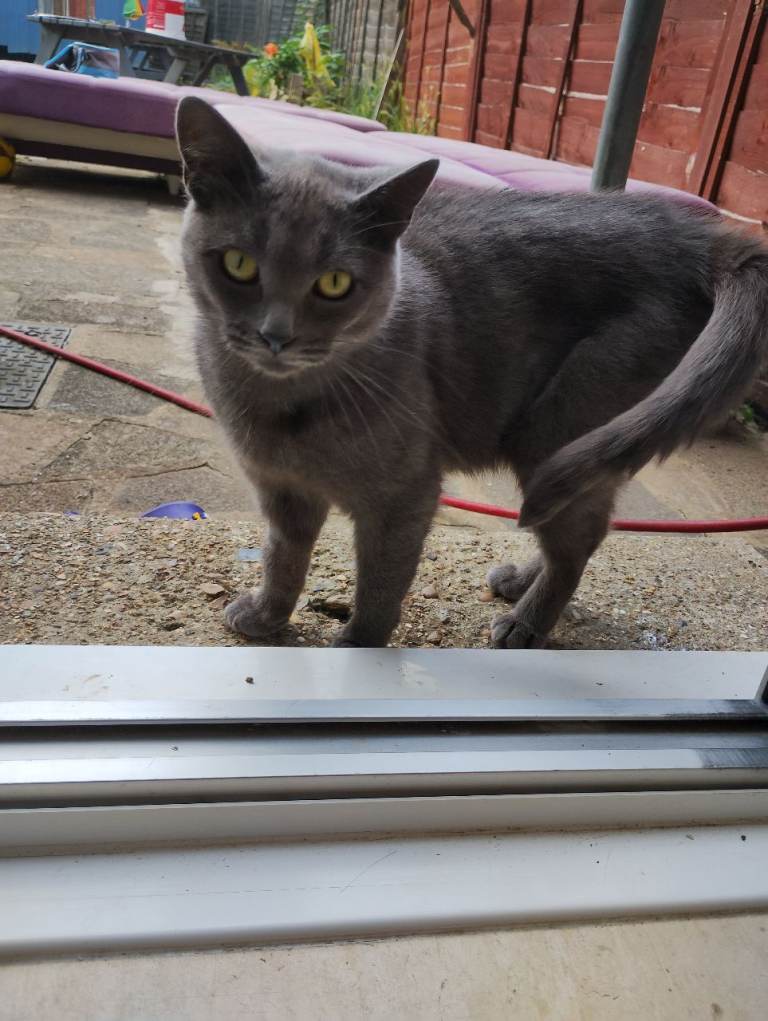 British shorthair female