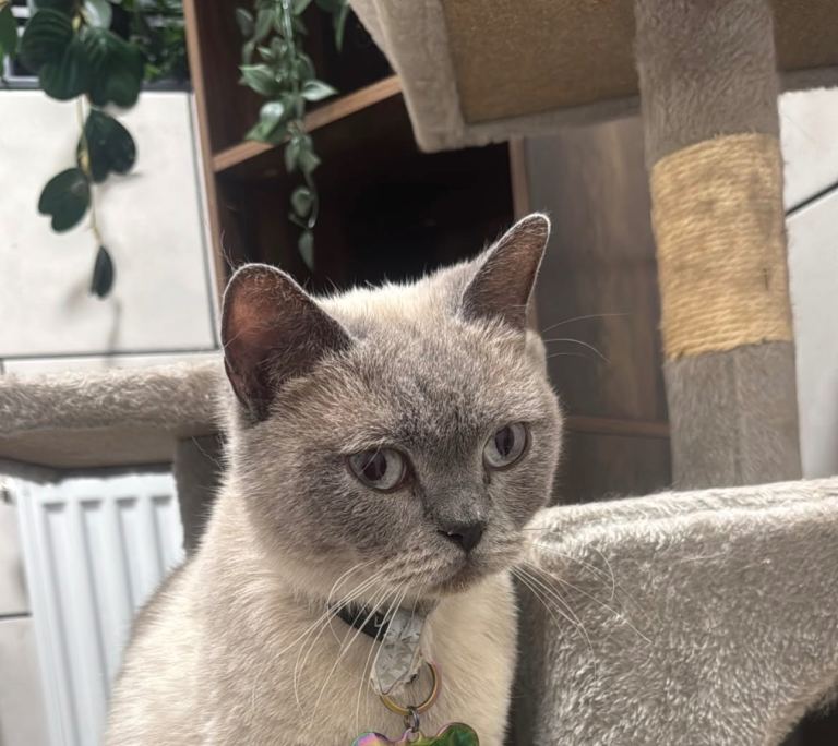 Rehoming my girl nyla 