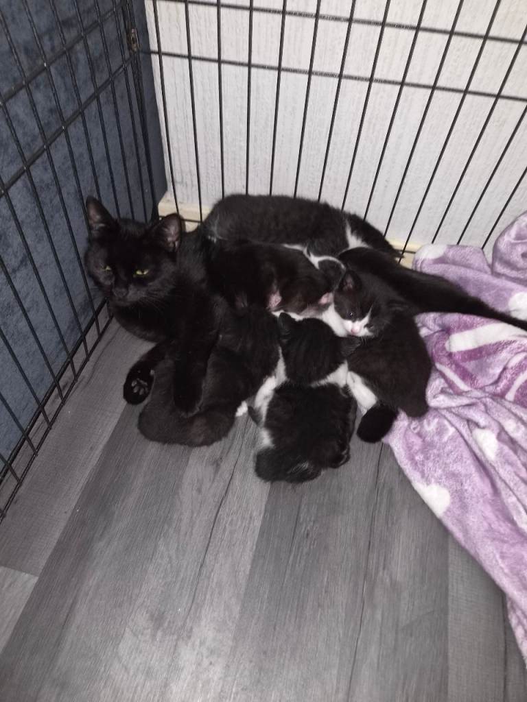 Kittens for new homes
