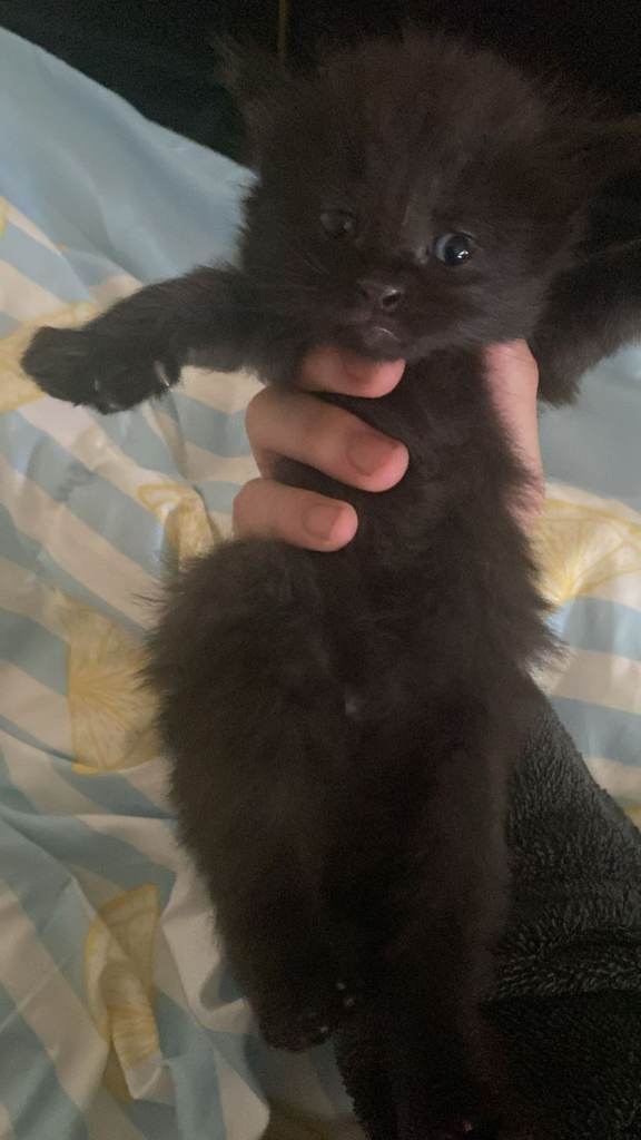 Kittens 