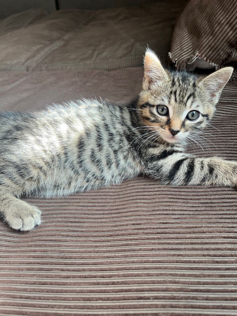 One male kitten 