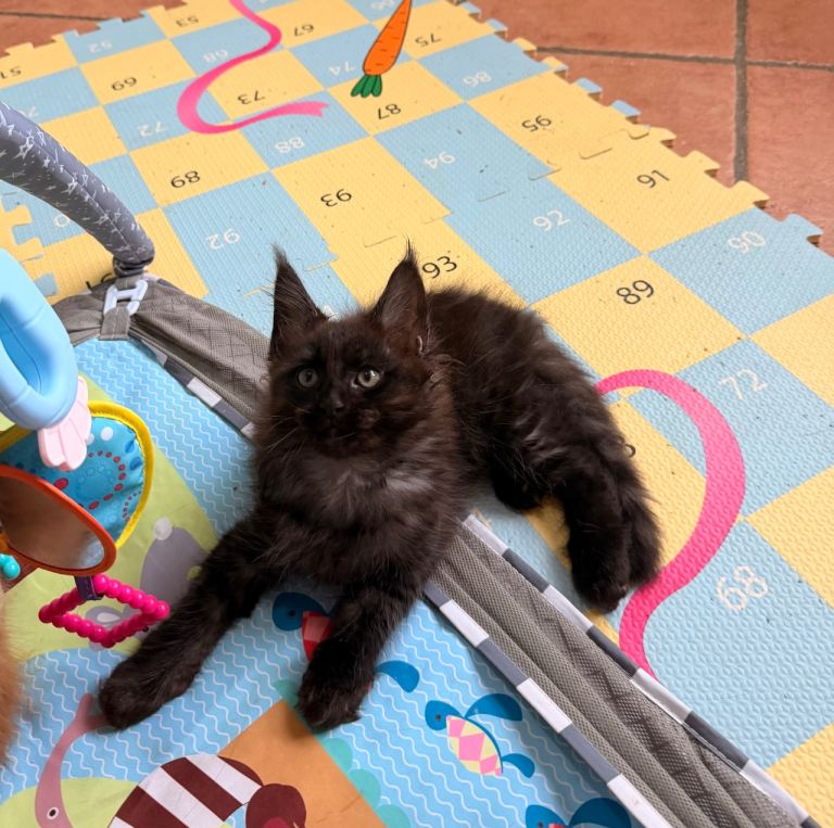 Nice Maine Coon kittens 😸 ( All SOLD)